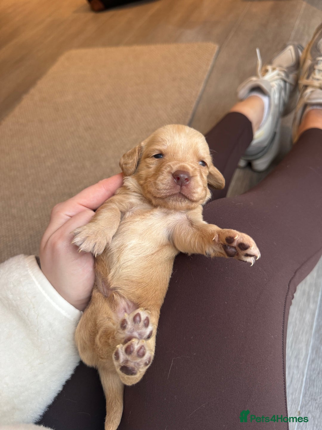 Cockerdor dogs for sale: Cockerdor/ Spanador Puppies. KC registered parents - Advert 36