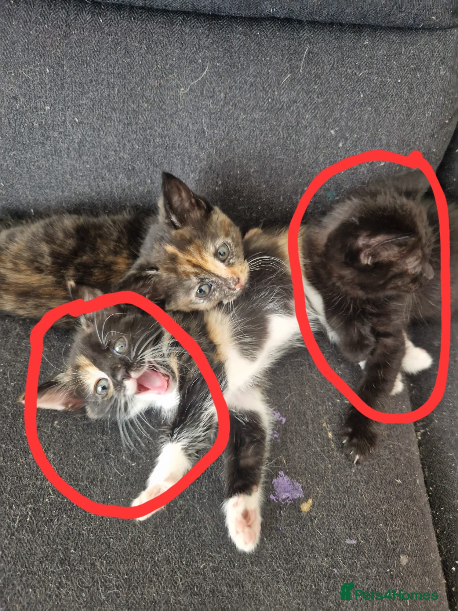 Mixed Breed cats 2 female kittens - Advert 1