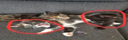 Mixed Breed cats for sale: 2 female kittens in Pontefract - Advert 1