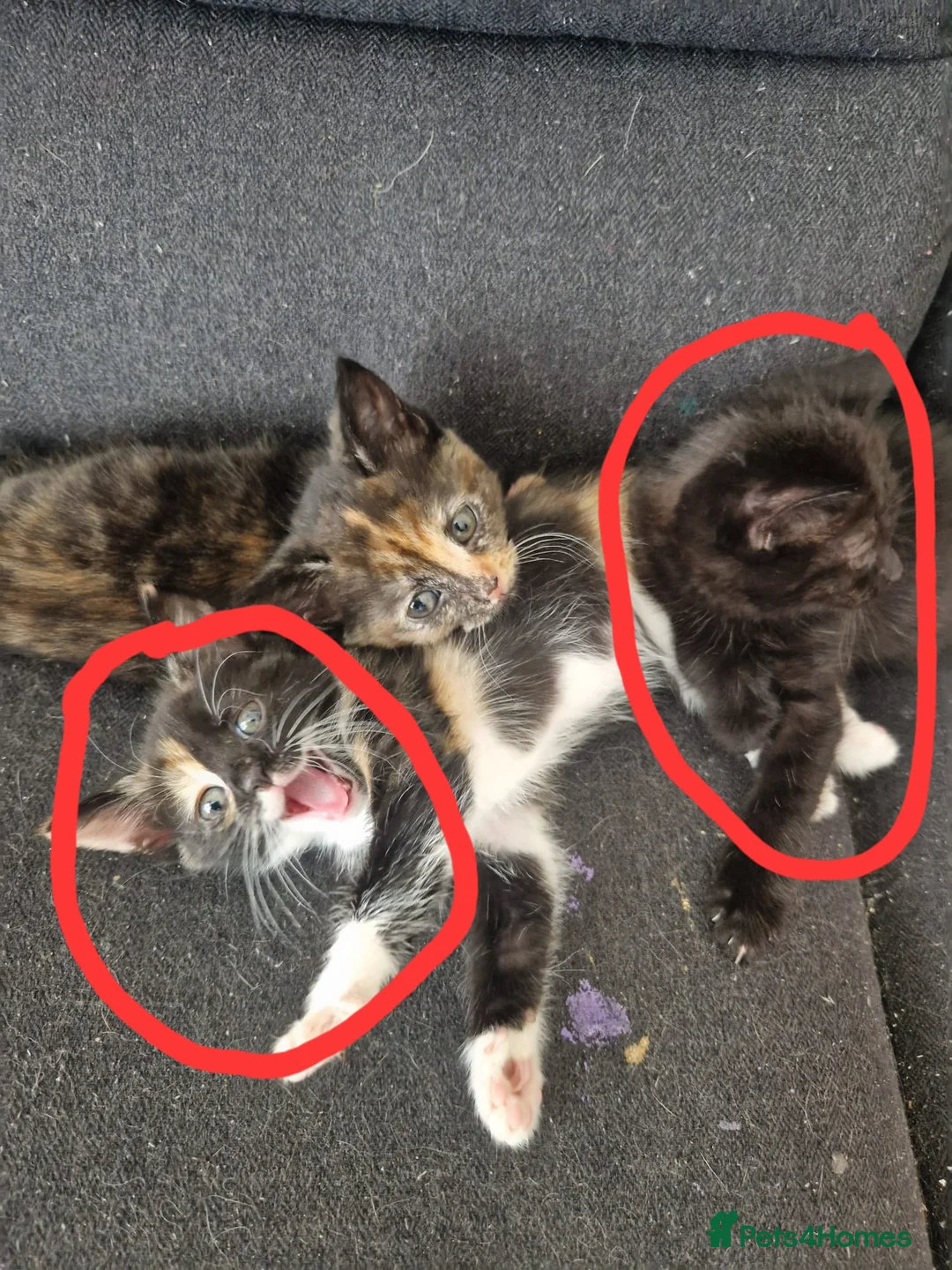 Mixed Breed cats for sale: 2 female kittens in Pontefract - Advert 1