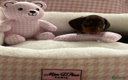 Miniature Dachshund dogs for sale: Miniature Dachshund  - Image 38