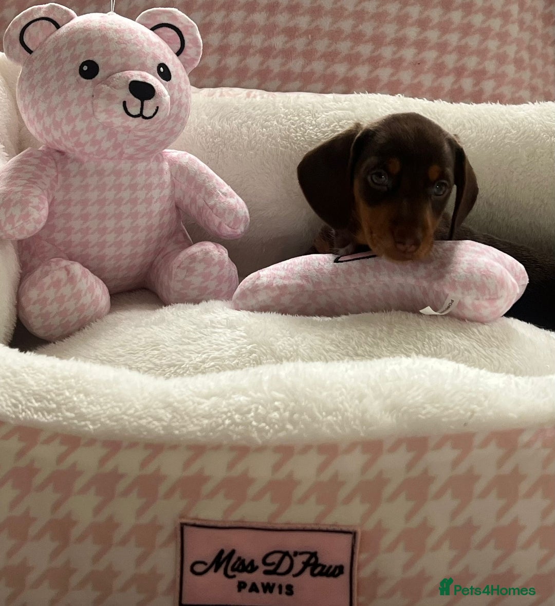Miniature Dachshund dogs for sale: Miniature Dachshund  - Image 38
