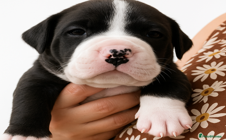 Mixed Breed dogs - Advert 1