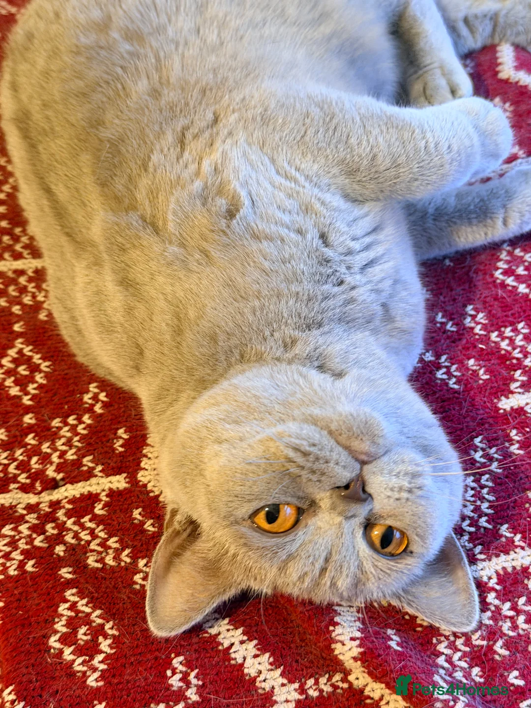 British Shorthair cats for sale: Delightful Lilac BSH girl available.  - Advert 2