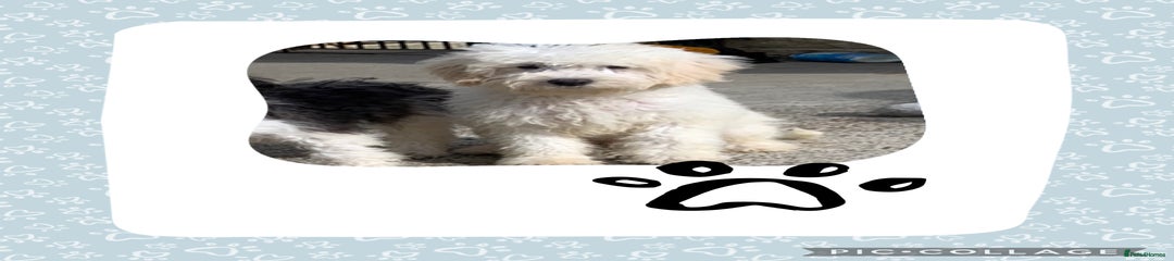 Cockapoo Puppy 2