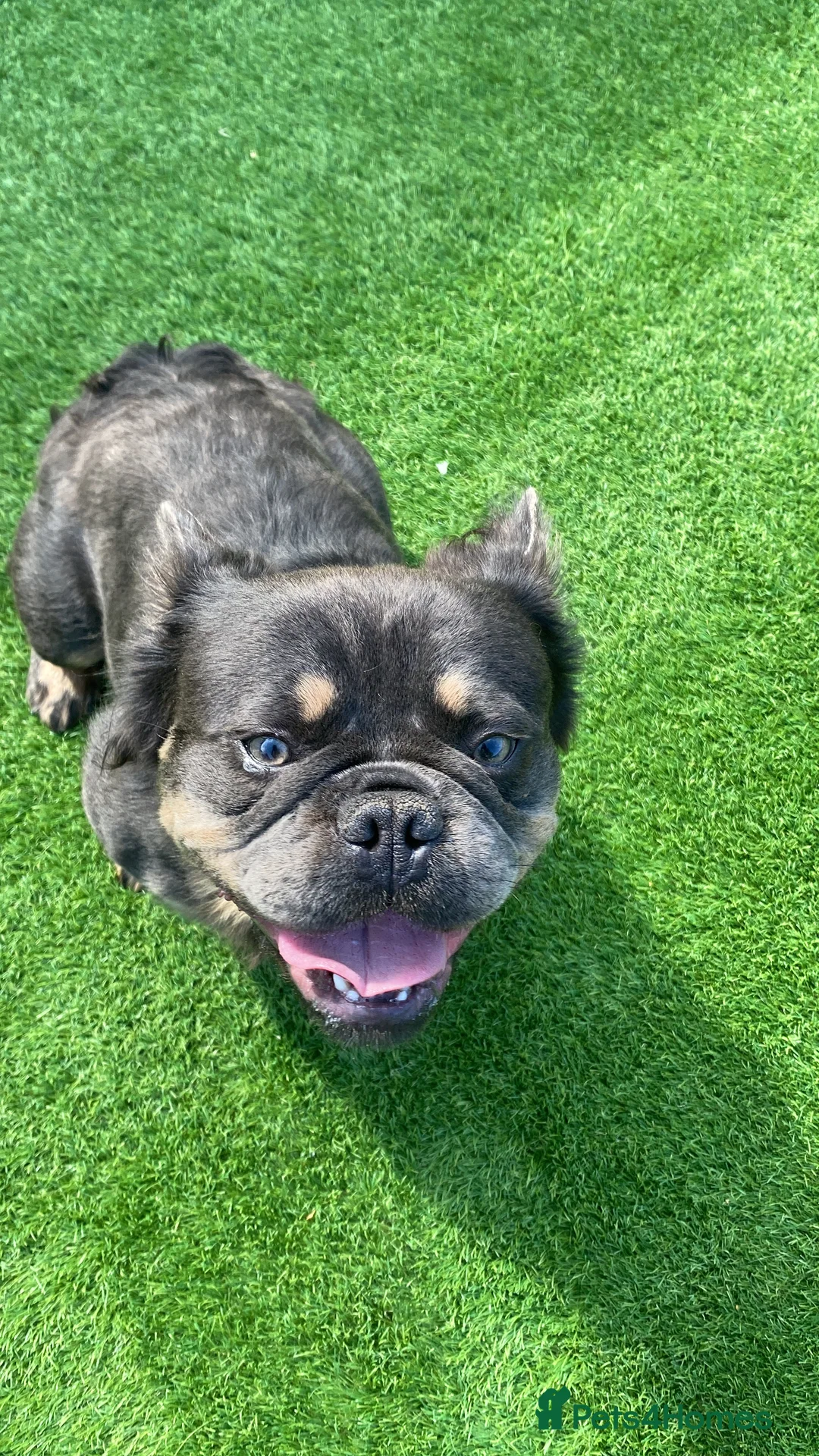 French Bulldog dogs for sale: Fluffy Frenchie boy - Advert 4