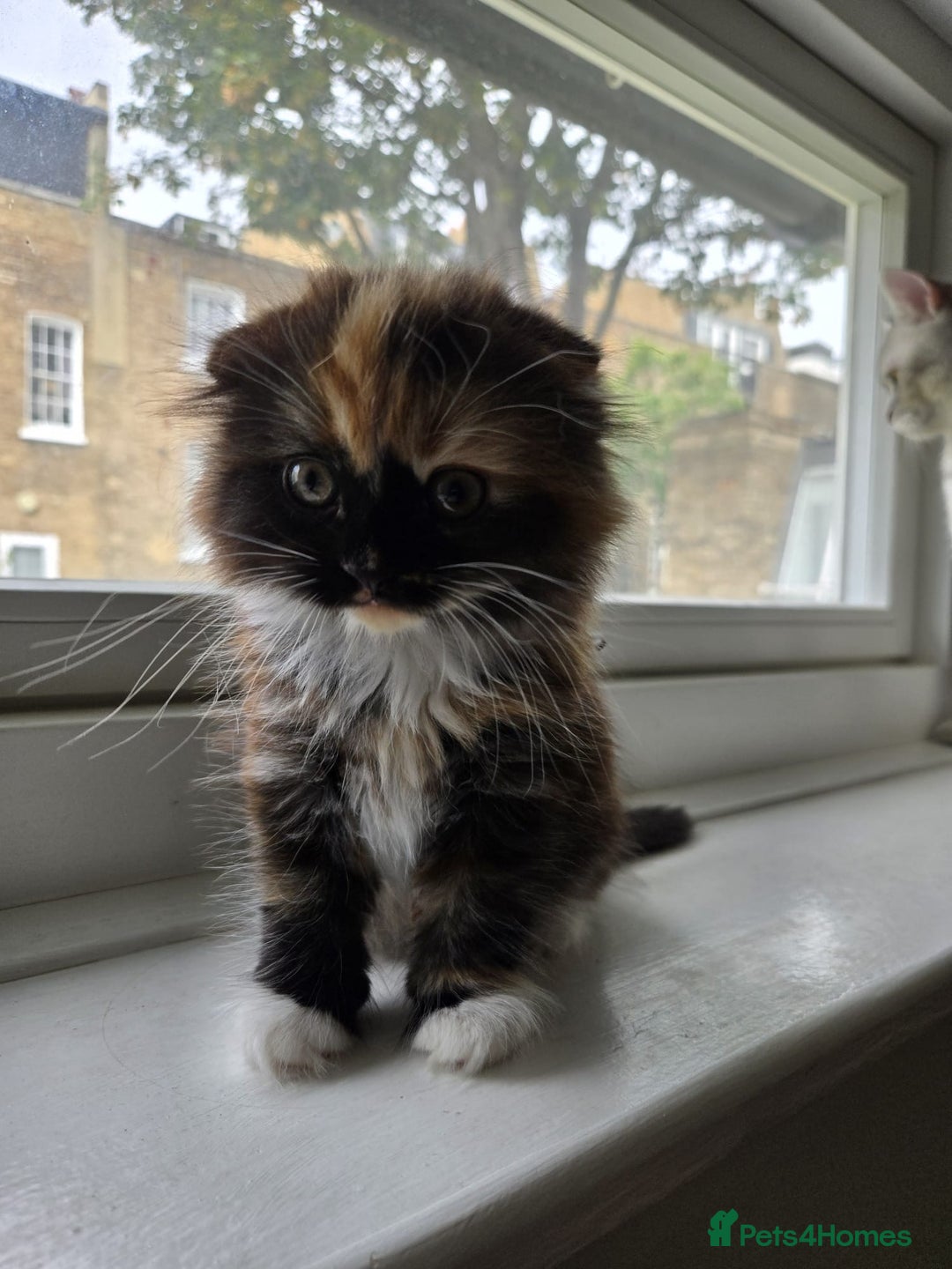 Scottish Fold cats for sale: 💖 Gorgeous Calico Scottish Fold Kitten 💖 - Image 4