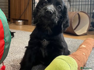 Cocker Spaniel dogs - Advert 32