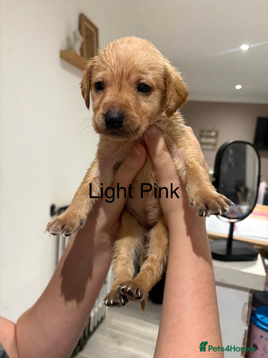 Labrador Retriever dogs for sale: Beautiful Labrador Puppies - Advert 7