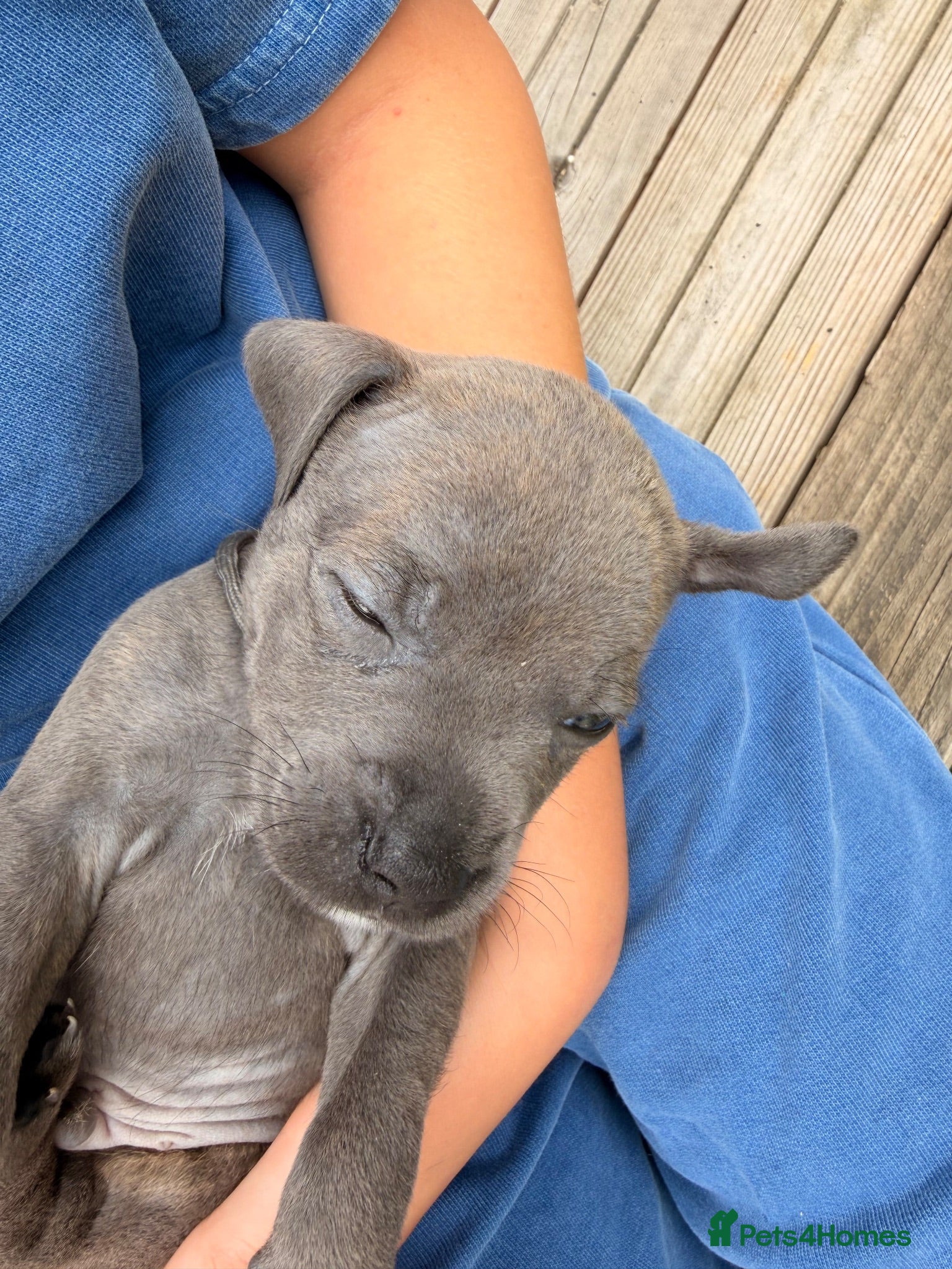 Staffordshire Bull Terrier dogs STUNNING STAFFORDSHIRE BULLTERRIER PUPPIES 🐾 - Advert 2