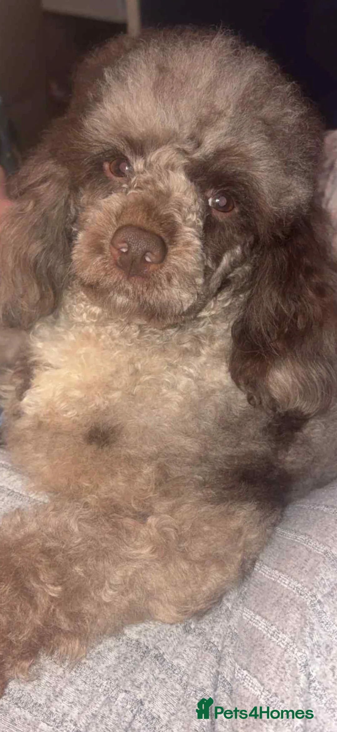 Cockapoo dogs for sale: Child friendly cockapoo puppies ready March - Advert 12