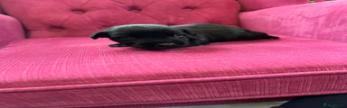 Patterjack Puppy 3