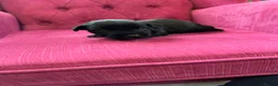 Patterjack dogs for sale: Patterjack  - Advert 5
