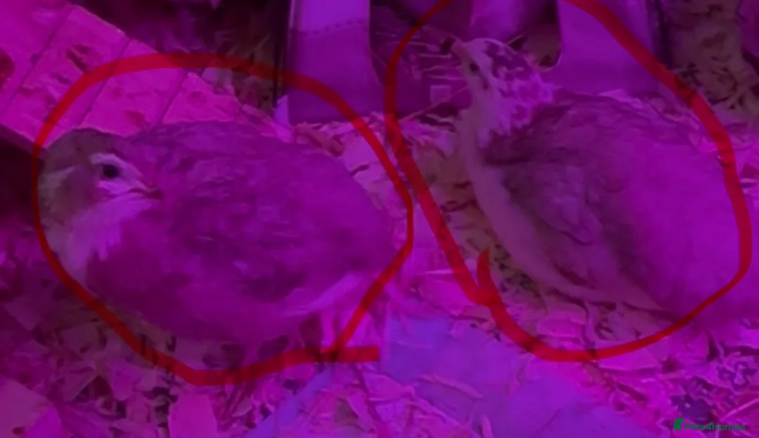 Quail poultry for sale: 4x celadon coturnix quail males in Cumnock - Advert 2