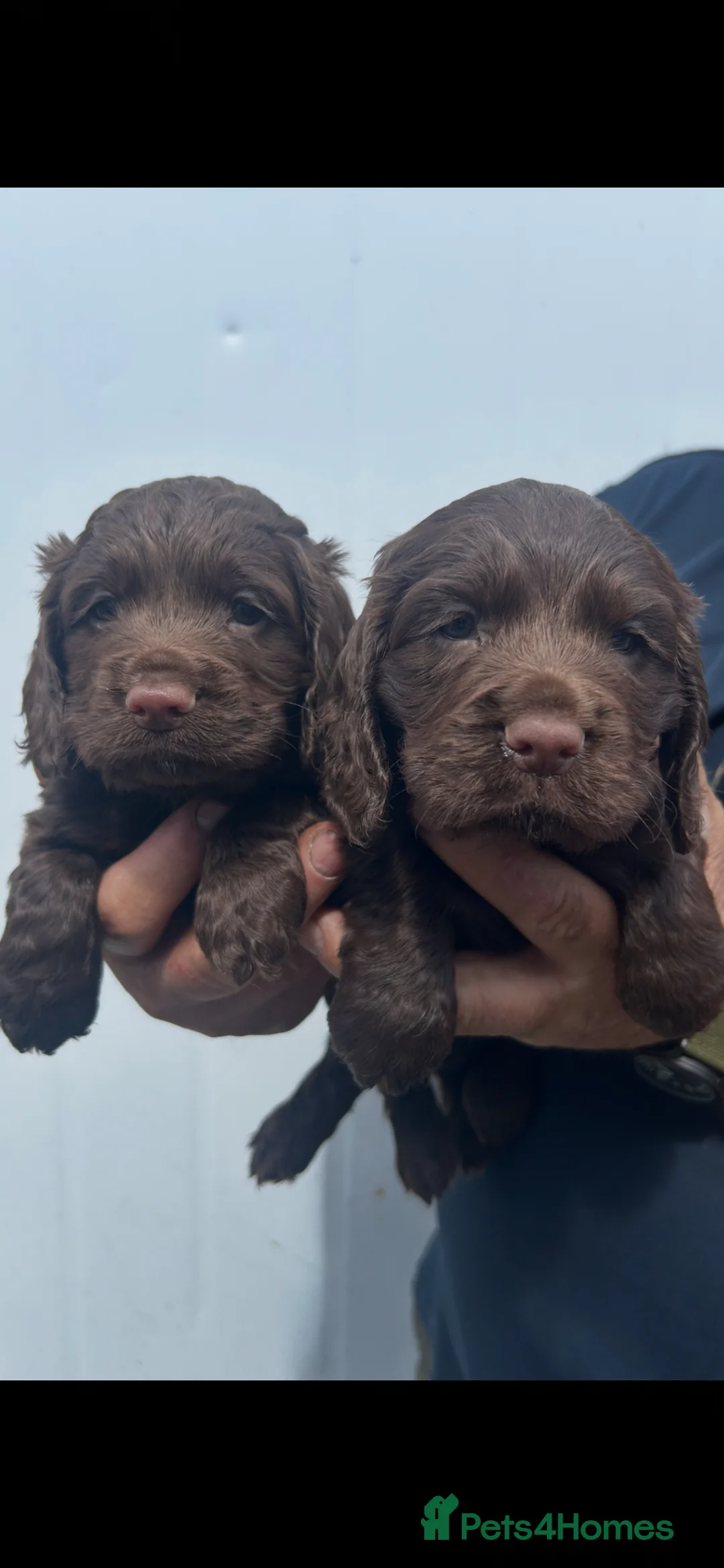 Cocker Spaniel dogs for sale: K/c Working cocker spaniels  - Advert 2