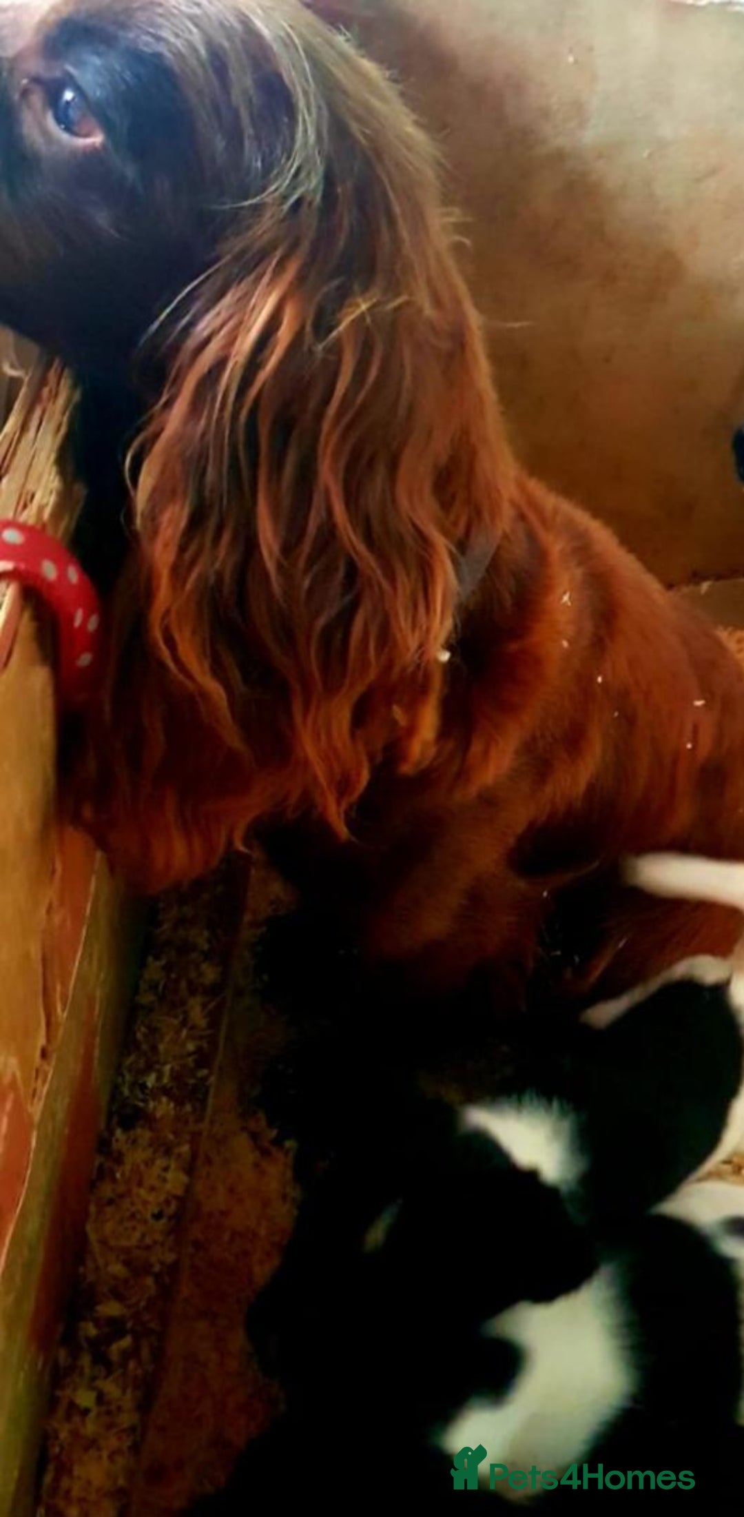 Cocker Spaniel dogs for sale: cocker spaniels - Advert 2