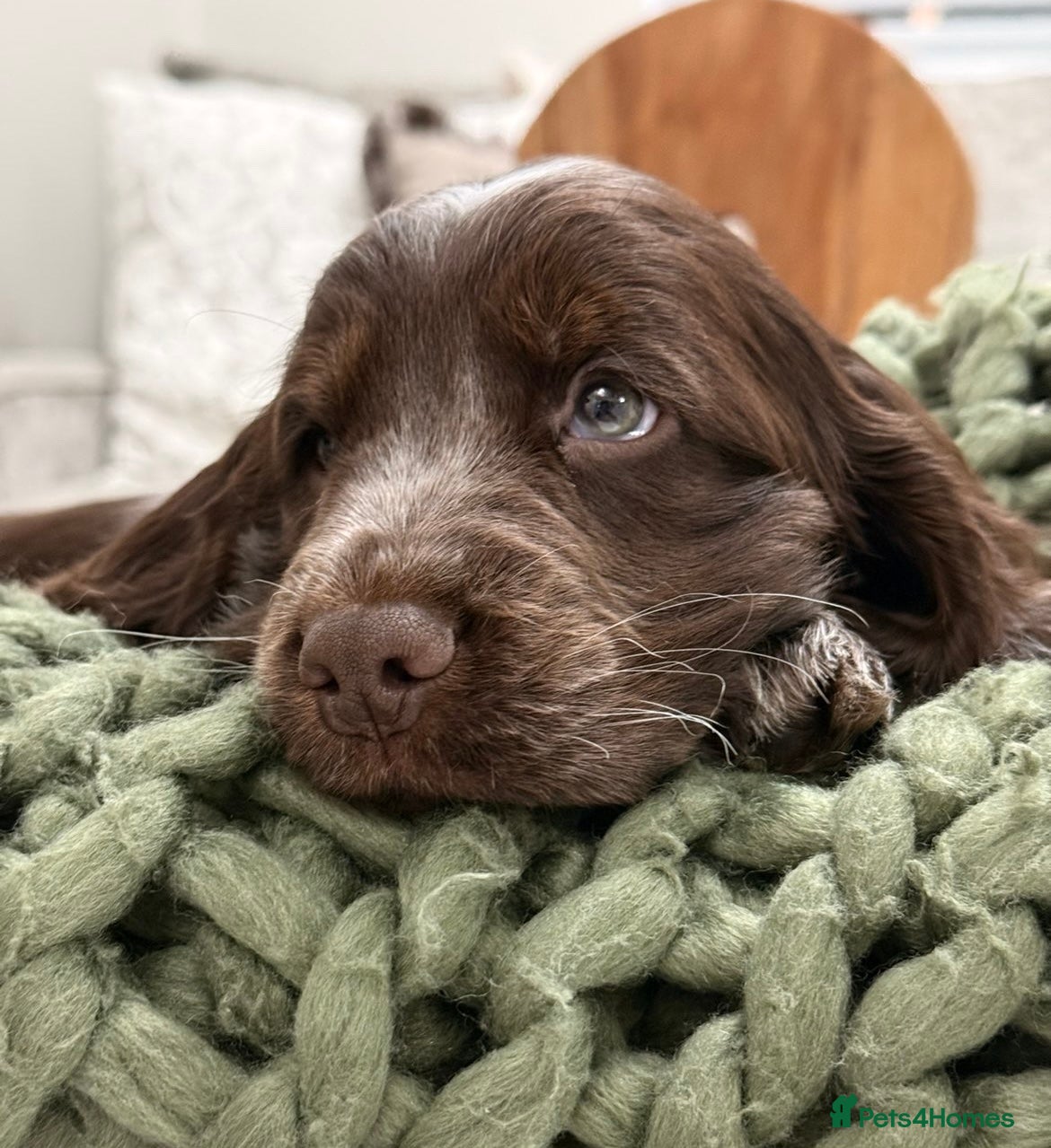 Cocker Spaniel dogs Show type cocker spaniels  - Advert 1