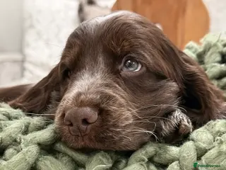 Cocker Spaniel dogs Show type cocker spaniels - Advert 1