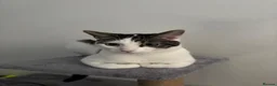 Mixed Breed cats for sale: Hattie looking for loving home  - Advert 2