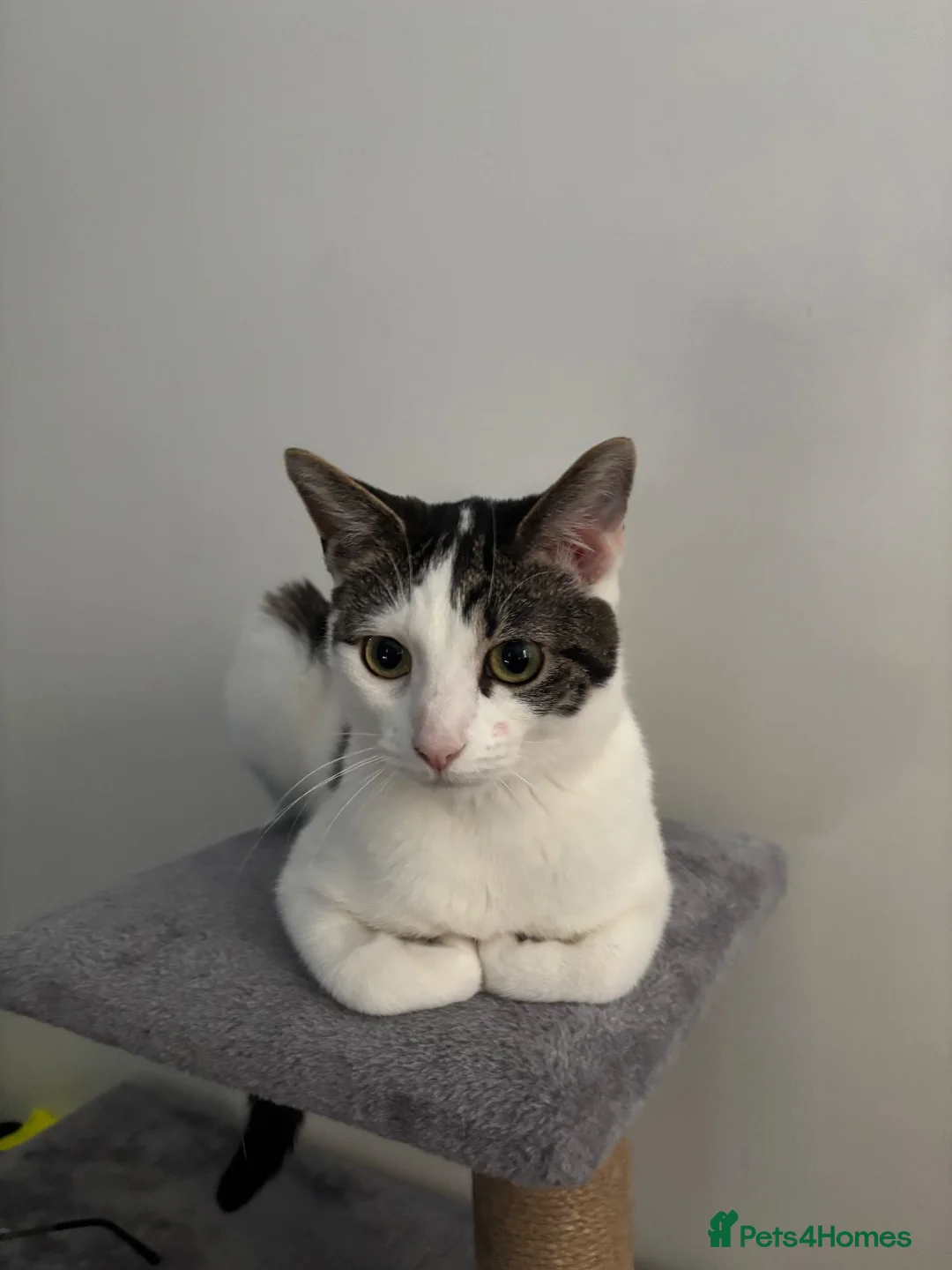 Mixed Breed cats for sale: Hattie looking for loving home  - Advert 2