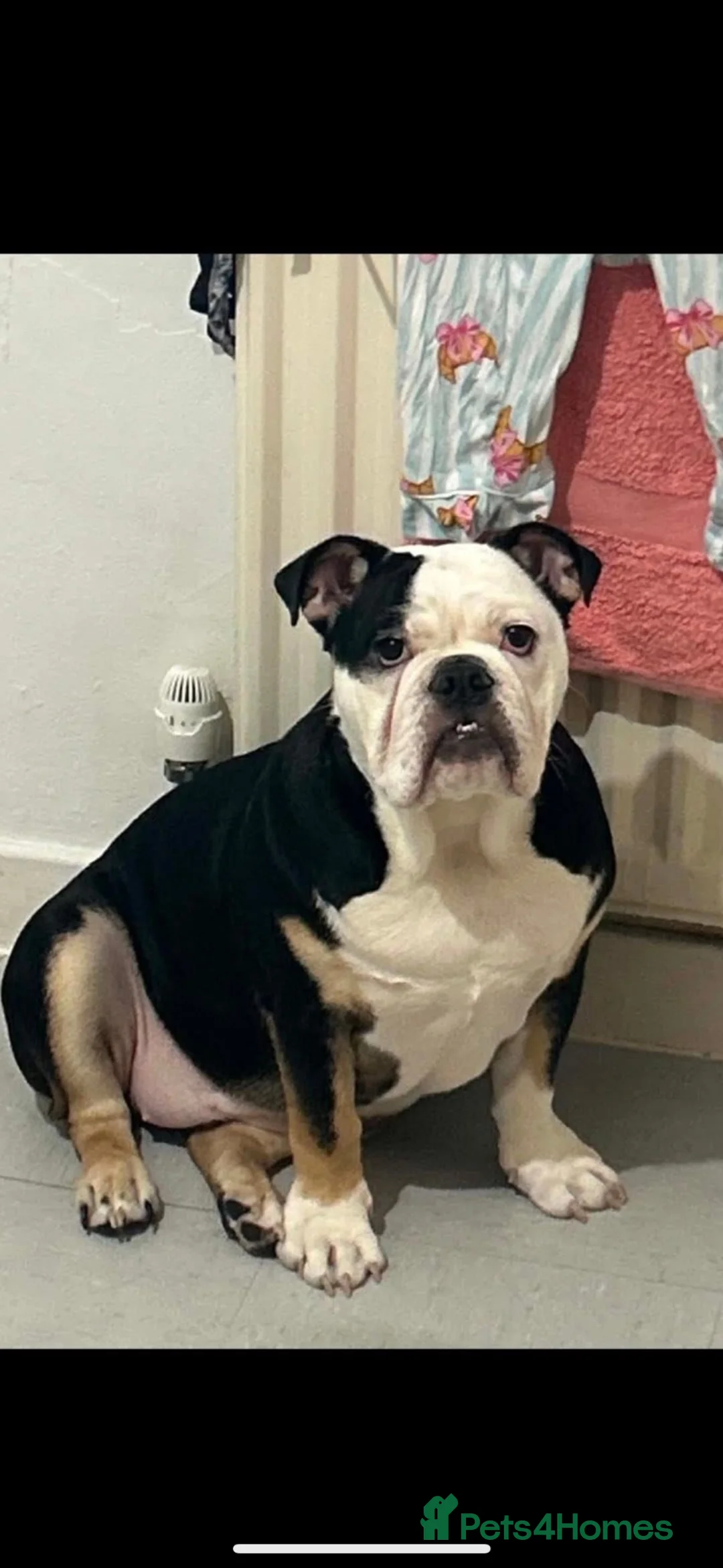 English Bulldog dogs for sale: English bulldog - Advert 1
