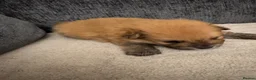 Pomeranian dogs for sale: Pomeranian puppies  - Advert 10