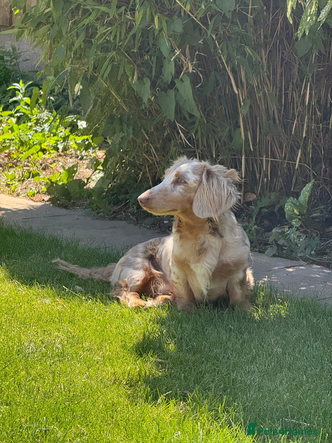 Miniature Dachshund dogs for sale: Isabella & tan long haired dapple - Image 7
