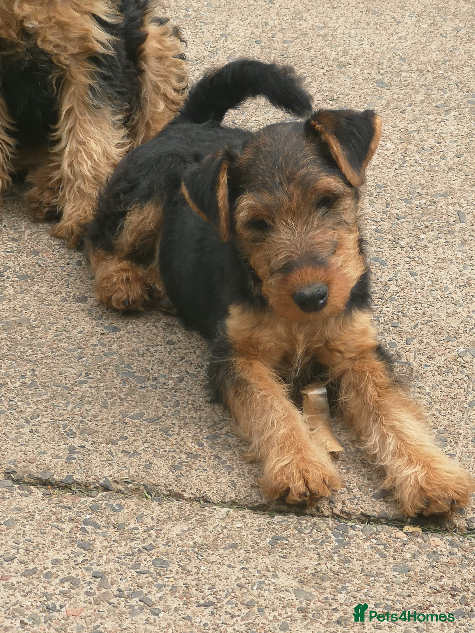 Welsh Terrier dogs Beautiful Welsh terrier puppy girl - Advert 1