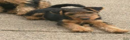 Welsh Terrier dogs for sale: Beautiful Welsh terrier puppy girl - Advert 3