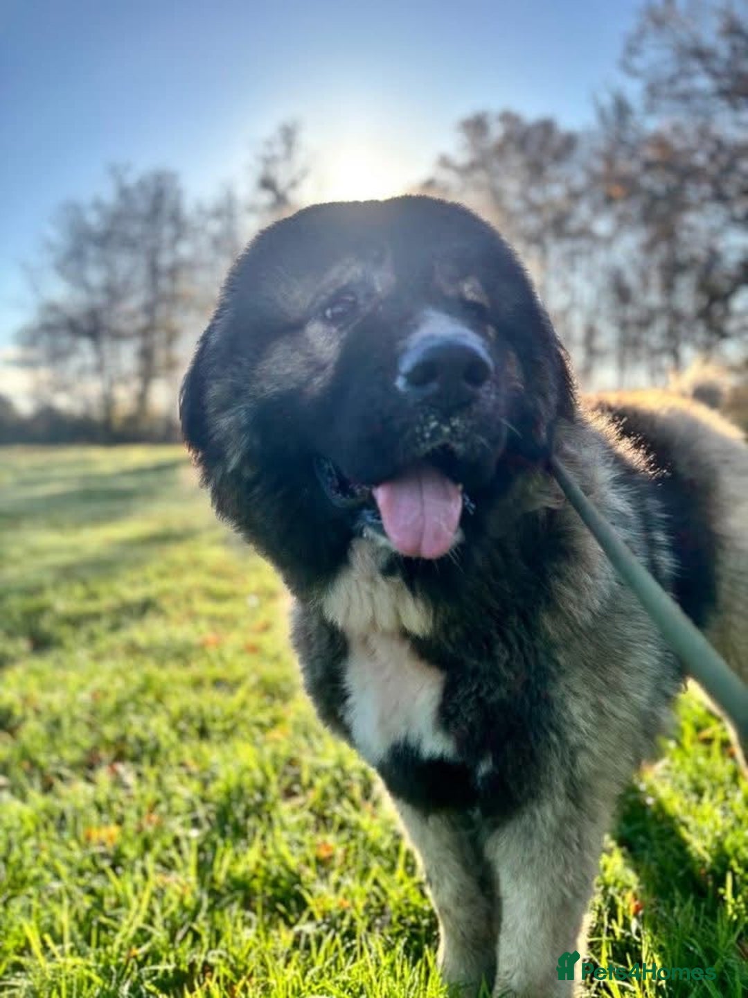 Caucasian Shepherd Dog dogs for sale: 🏡 ADOPT MISHA 🐾 FREE 🌟 Make a Christmas Miracle - Advert 5