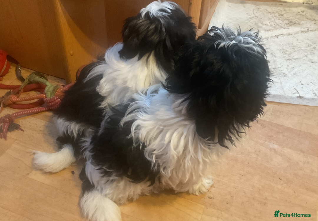 Shih Tzu dogs for sale: Shih Tzu puppies , ready to leave now - Advert 5