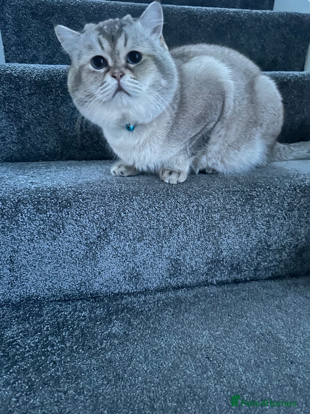 Scottish Fold cats for stud: Lovely Scottish fold( straight )boy ❤️ - Advert 14