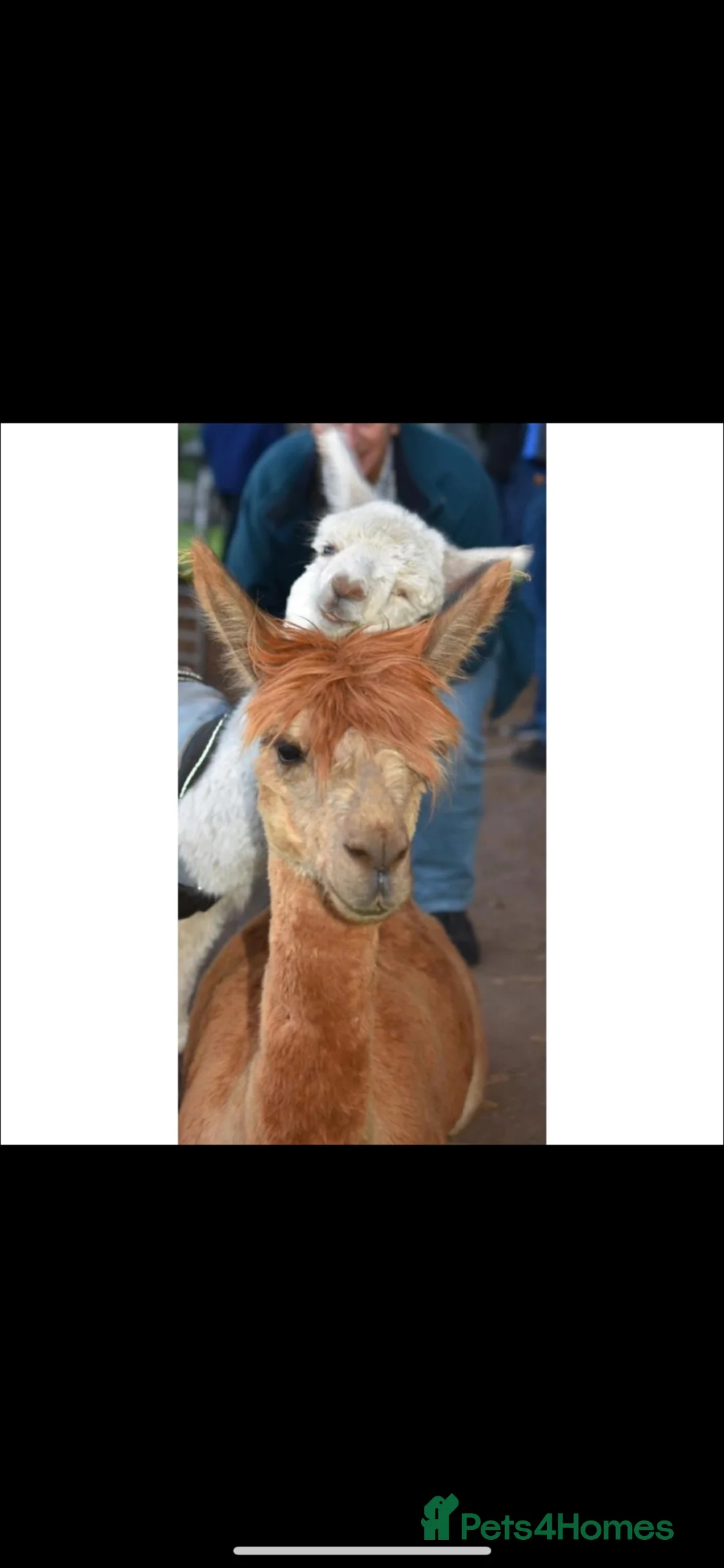 Alpaca livestock for sale: 3 Beautiful Alpacas  in Falkirk - Advert 2