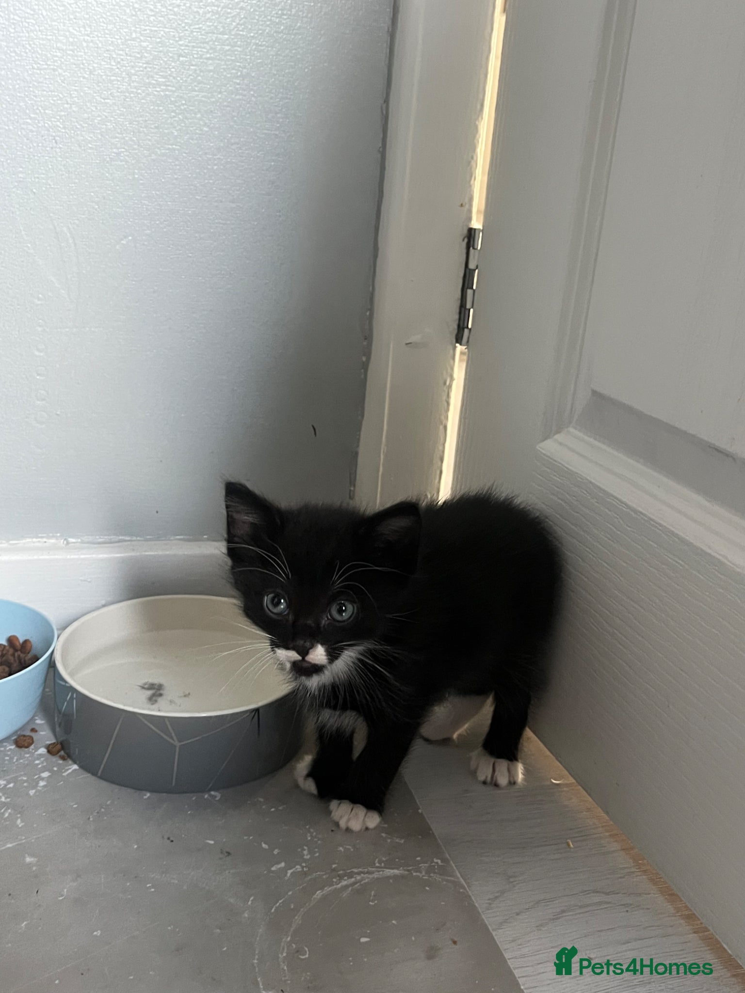 Mixed Breed cats for sale: Adorable playful little girls in Newcastle upon Tyne - Advert 4