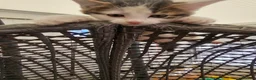 Mixed Breed cats for sale: Kittens - Advert 7