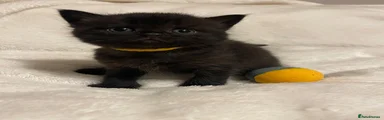 Boy - yellow collar 