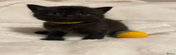 Mixed Breed cats for sale: The Little Pumpkin Patch Litter - 1 girl & 5 boys - Advert 15