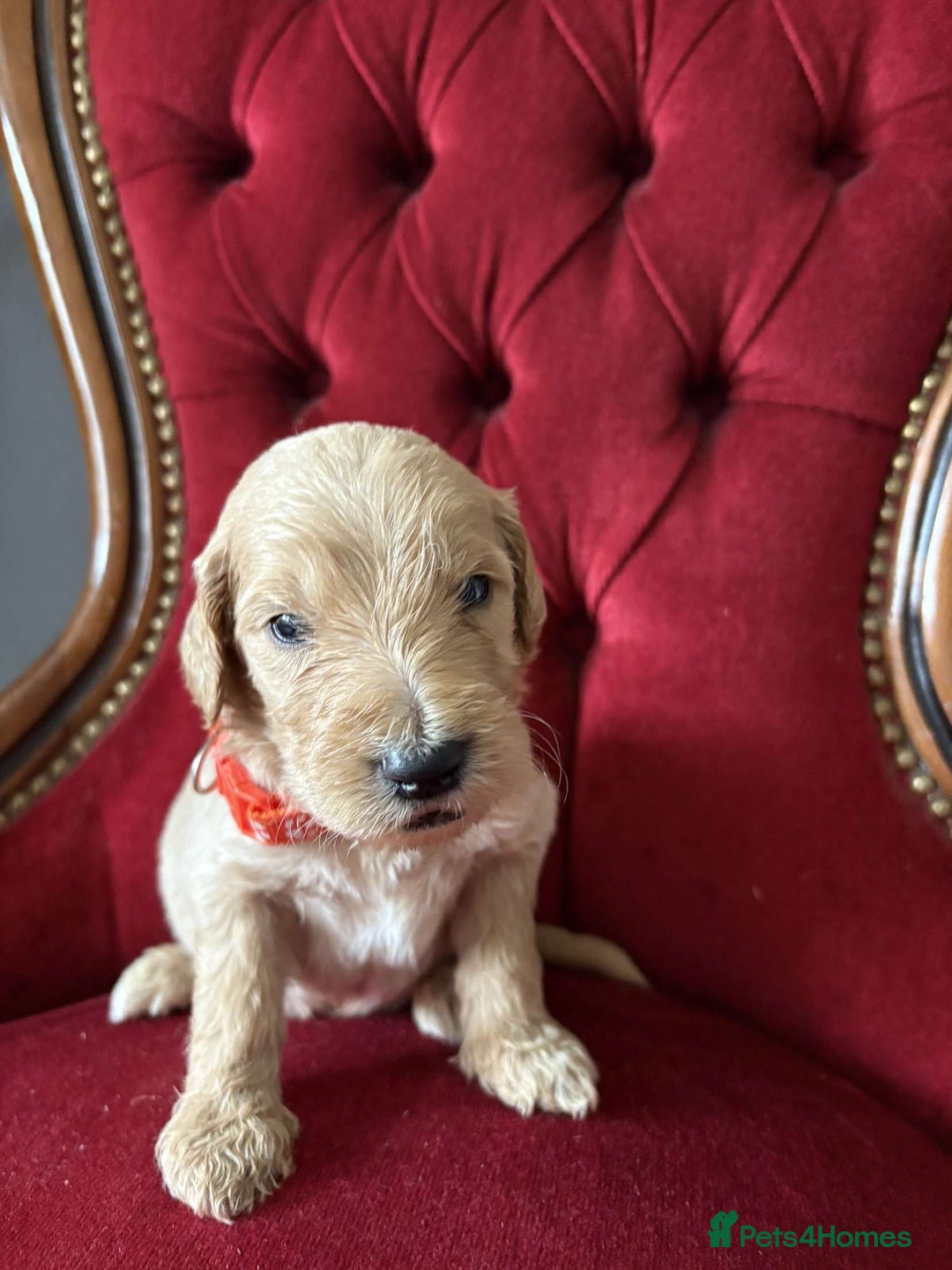 Goldendoodle dogs for sale: Golden Doodle litter  - Image 9