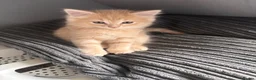 Mixed Breed cats for sale: Ginger Boy - Advert 3