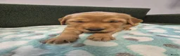 Golden Retriever dogs for sale: Stunning KC registered dark puppies - last 1 boy  - Advert 13