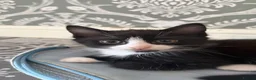 Mixed Breed cats for sale: Adorable Kittens Looking for Loving Homes 🐾 - Advert 10