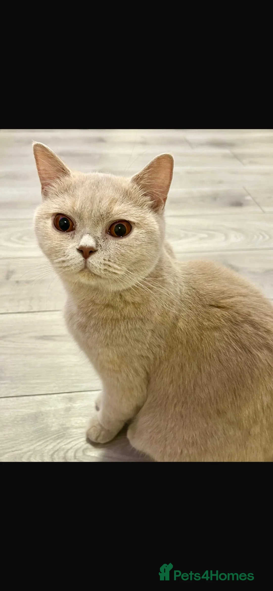 British Shorthair cats for sale: British shorthair lilac  - Advert 3