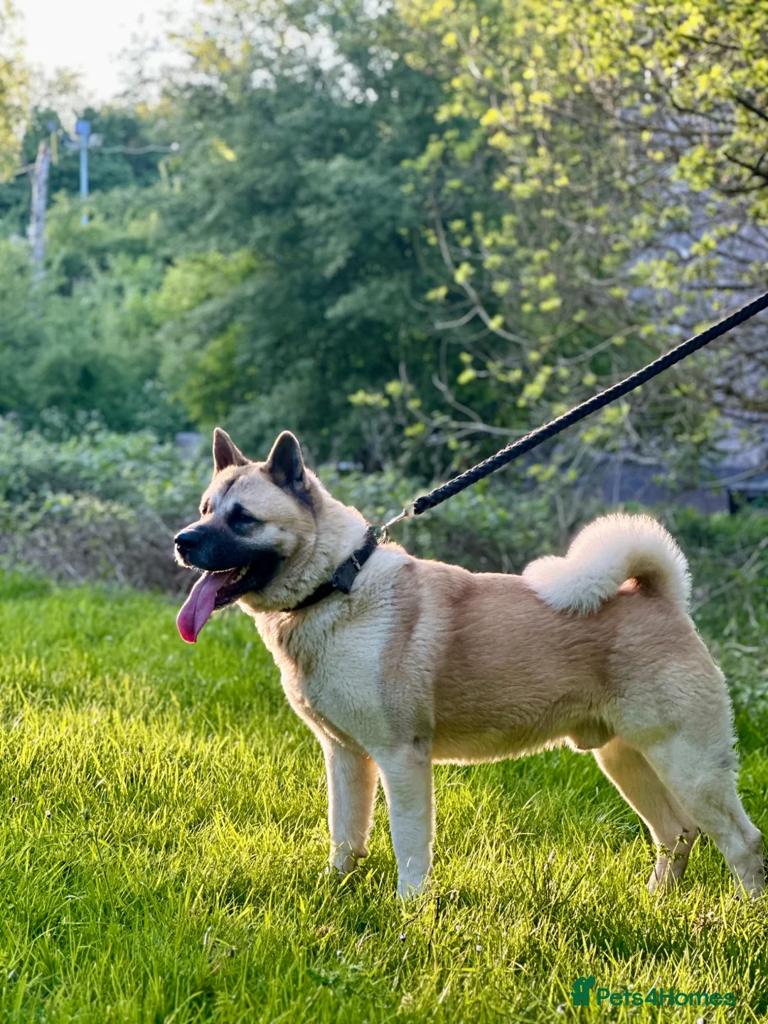 Akita dogs for stud: PROVEN AKITA STUD AVAILABLE  - Advert 2