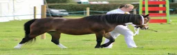 Welsh Section A horses for sale: Registered Welsh A mare  - Advert 5