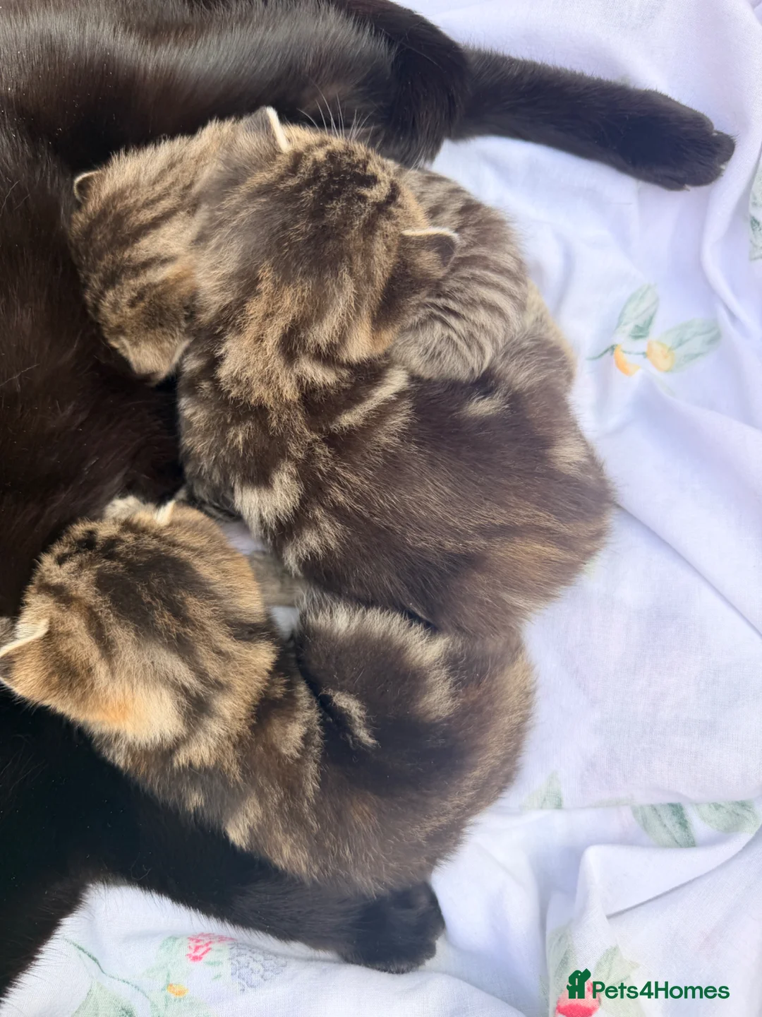 Mixed Breed cats for sale: Tabby/bengal mix kittens  - Advert 1