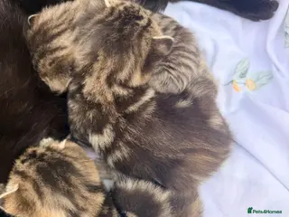 Mixed Breed cats Tabby/bengal mix kittens - Advert 3