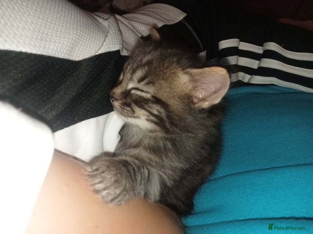 Maine Coon cats for sale: Maine Coon and Ragdoll Cross kittens - Image 1