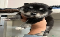 Pomsky dogs for sale: Pomsky puppies  - Image 3