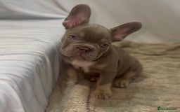 French Bulldog dogs for sale: 💕🐾 Stunning French bulldogs 🐾💕 - Advert 9