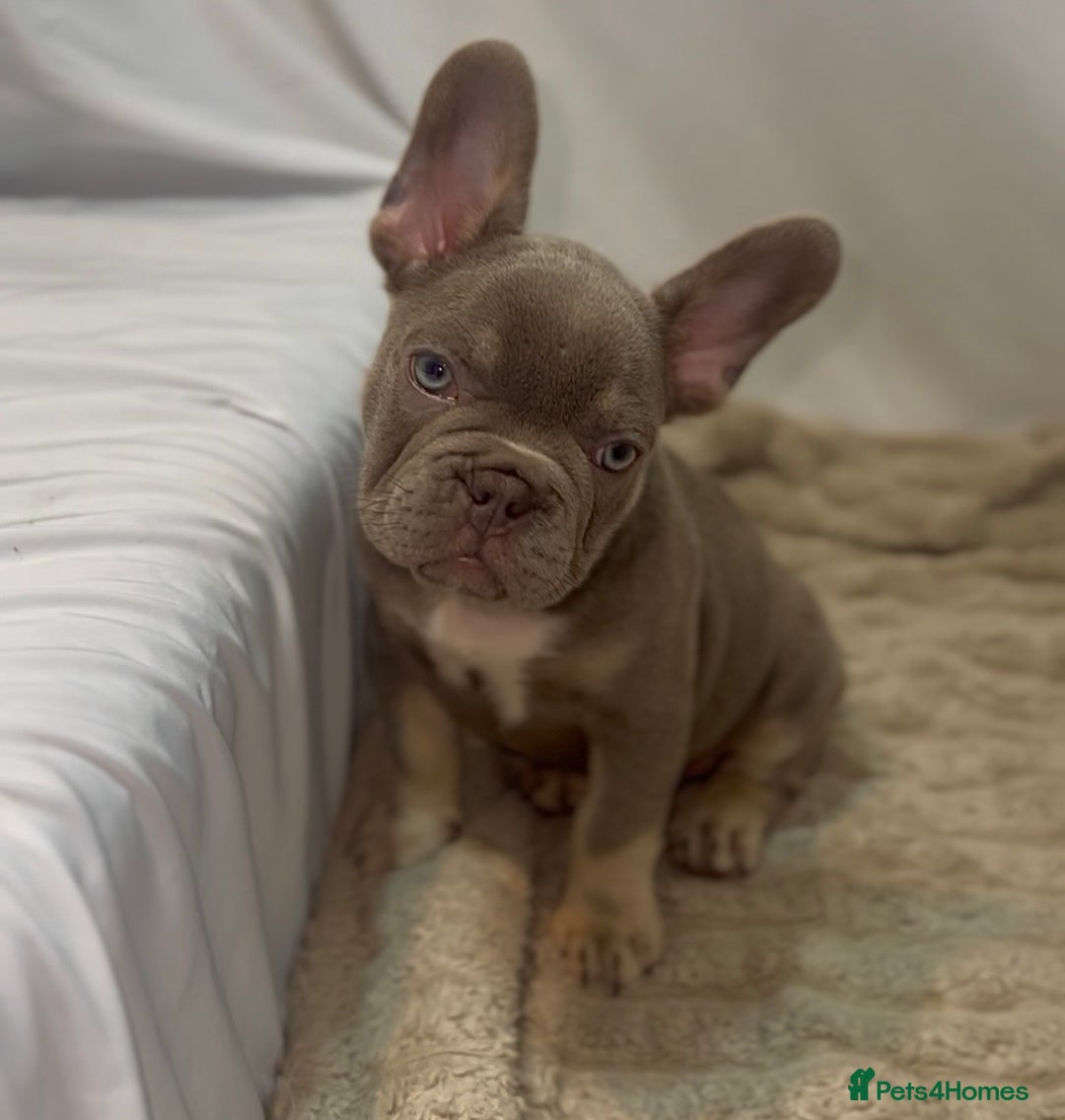 French Bulldog dogs for sale: 💕🐾 Stunning French bulldogs 🐾💕 - Advert 9